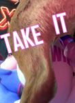 TAKE IT OFF - Girls Love Dogs! HMV