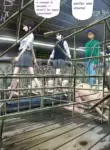 I tried going into a stall during a tour of the livestock barn